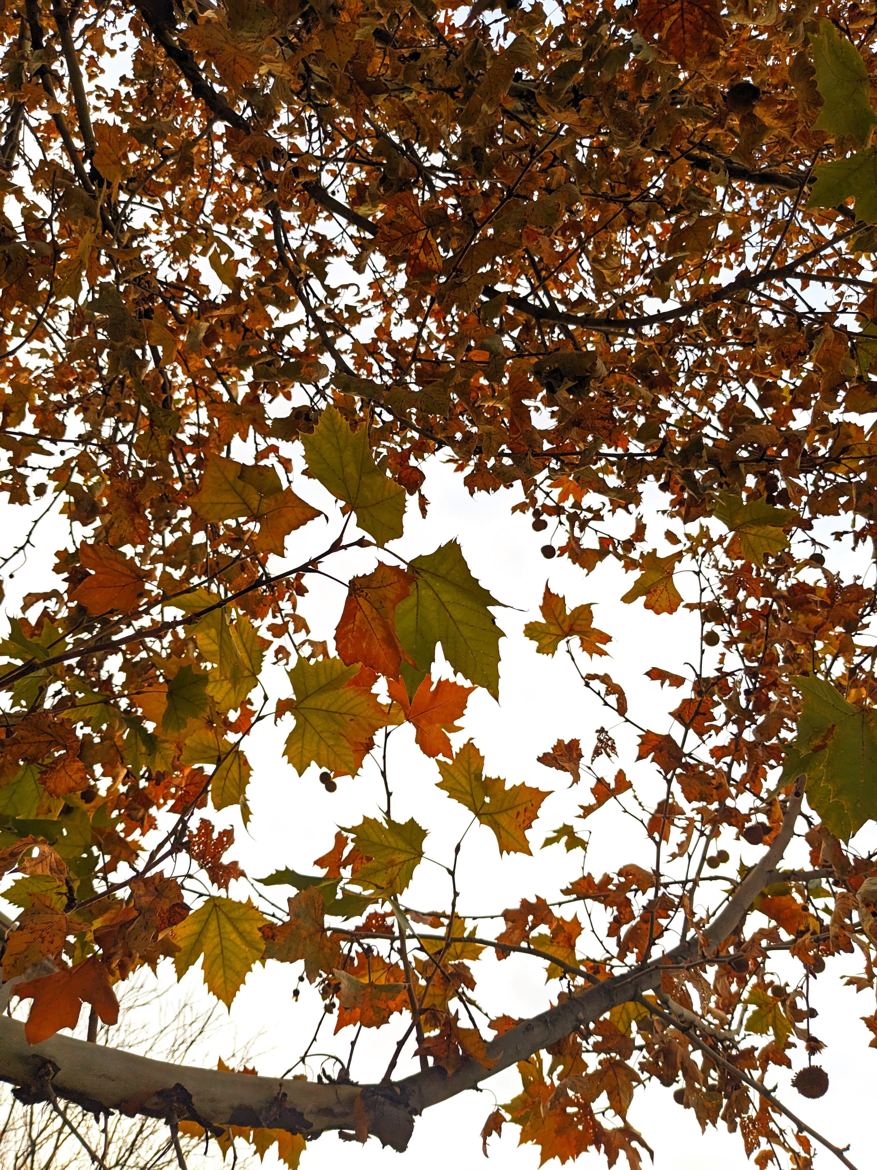 autumn, trees, and atlanta